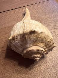 Large Conch Natural Seashell 11 Inch Nautical Beach | eBay