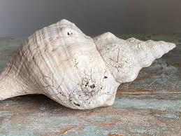 Vintage Sea Conch Shell - Etsy