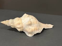 1950s Barnacle Encrusted Horse Conch Shell | Chairish