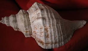 Horse Conch - Pleuroploca gigantea State shell of Florida - 35 cm (14") Long | eBay