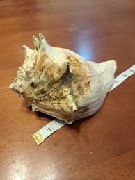 Salty Reflections Treasure Chest | eBay Stores