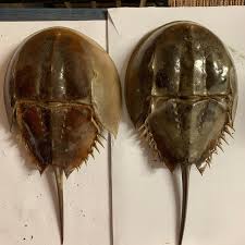 Real Horseshoe Crab - Horseshoe Crab Molt - Etsy