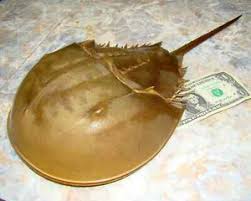 Fossil Horseshoe Crab | eBay