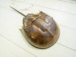 What Kind Of Crab Are You?