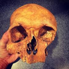 New Skull in today .. This will be up for sale ... Love the ...