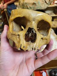 Skull - Male or Female? : r/bonecollecting