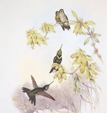 John Gould WHITE-TIP Hummingbirds Vintage Art Print ...