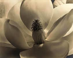 Imogen Cunningham Magnolia Blosso Photography Art Giclee ...