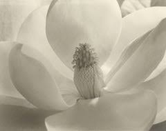 Imogen Cunningham Black and White Photography - 14 For Sale ...