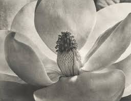 Imogen Cunningham Magnolia Blossom, 1952