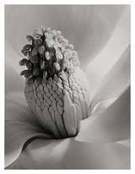 Imogen Cunningham Magnolia Blossom, 1925