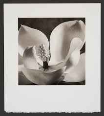 Michael Puff - Botanical/Landscape Portfolio