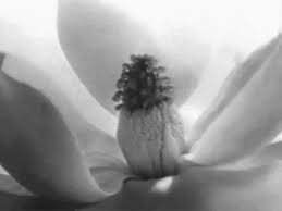 Imogen Cunningham: Why people like flowers · SFMOMA
