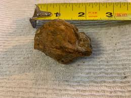 Hadrosaurus Rib Sect Fossil In Matrix, Lance Creek Form WY ...