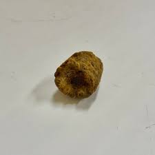 Metasequoia Dawn Redwood Pinecone – Past & Present Science ...