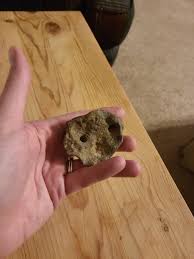 Found on Beach in neighborhood on the Potomac River, what is ...