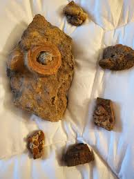 Found in SE Kentucky Creek : r/petrifiedwood