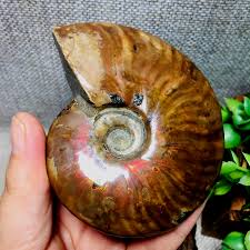 189g Top ! Natural Rainbow Conch Ammonite Fossil from Madagascar 214 | eBay