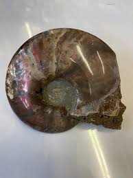 Ammonite Fossil Skull Carving Large Specimen Conch Shell Cleoniceras Ammonite Madagascar Rainbow Red Colours Rare Unique Carving - Etsy