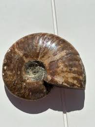 Ammonite on Stand - Etsy