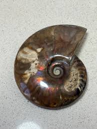 Buy Snail Fossil Rocks Online In India - Etsy India