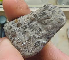 Standard Conglomerate, or weird fossil? : r/whatsthisrock