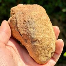 Diacalymene Trilobite Fossil Nodule Positive & Negative ...