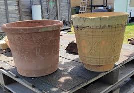 Should I transplant my pineapple?