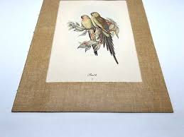 Princess Parrots Print By John Gould Framed - Matted No ...