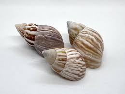 Japanese Land Snail/fairyland Shell (3 Shells) - Etsy