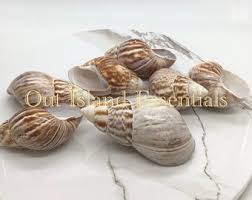 One Japanese Land Snail I Snail Shell | Japanese Seashell I ...