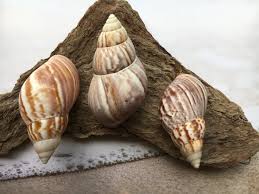African Land Snail 2"-3” - Craft Seashells - Snails - Small ...