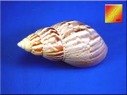 Extra Large Japanese Land Snail (Fairyland) Shells