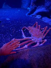 Japanese spider crab unit : r/AbsoluteUnits