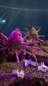 Meet Our New Residents: Japanese Spider Crabs Arrive at ...