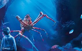 SEA LIFE Manchester Aquarium Ticket - Klook United States