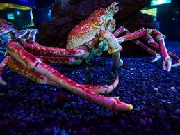 Ripley's Aquarium of the Smokies - Caption this photo ...