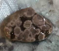 I think I found what this is, but I'm not positive . I found this in my stream in Kingston, Illinois, which is Dekalb County. My yard is so awesome. I have