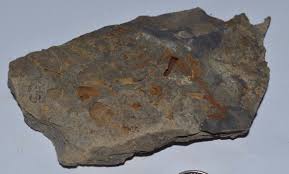 FOSSIL WITH BRACHIOPODS PRINTS ( 18 , 22F) | eBay