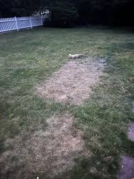 What caused this? : r/lawncare
