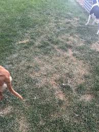 Lawn started browning and got these light white looking spots too. Any recommendations? This is our first yard so we're learning as we go. Rest of the yard is nice and green! :