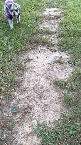 dog #dogs #minischnauzer We need a lot more Finn in the 2nd half! | WtF Dogsky | Facebook