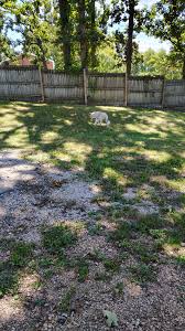 Pyrenees loose for months, owners closed their gate on him. : r/greatpyrenees