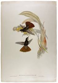Metallura Cupreicauda Copper-tailed hummingbird | John GOULD