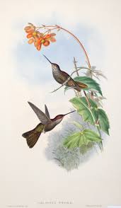 John Gould (1804-1881), Coeligena Typica – Arader Galleries