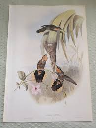 HUMMINGBIRD SAW-BILL (Grypus Naevius) John Gould 14x10 ...