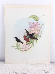 Vintage Full Color Fine Art Bird Bookplate - Etsy