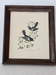 Vintage Lithograph of American Redstart - Etsy
