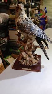 DE CAPOLI COLLECTION EAGLE Statue on square Wooden Stand 16 ...