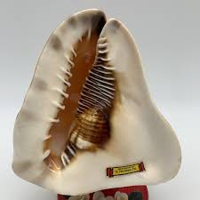 Large King Queen Helmet Conch Shell Decor Souvenir With ...